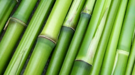 我国“以竹代塑”产业体系初步建立  竹产业年产值超5200亿元